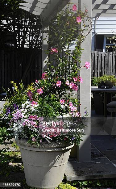 This ambitious container garden, created by Leigh Barnes, owner of Companion Plantings in Towson, Md., contains Mandevilla Pink , Angelonia Angel...