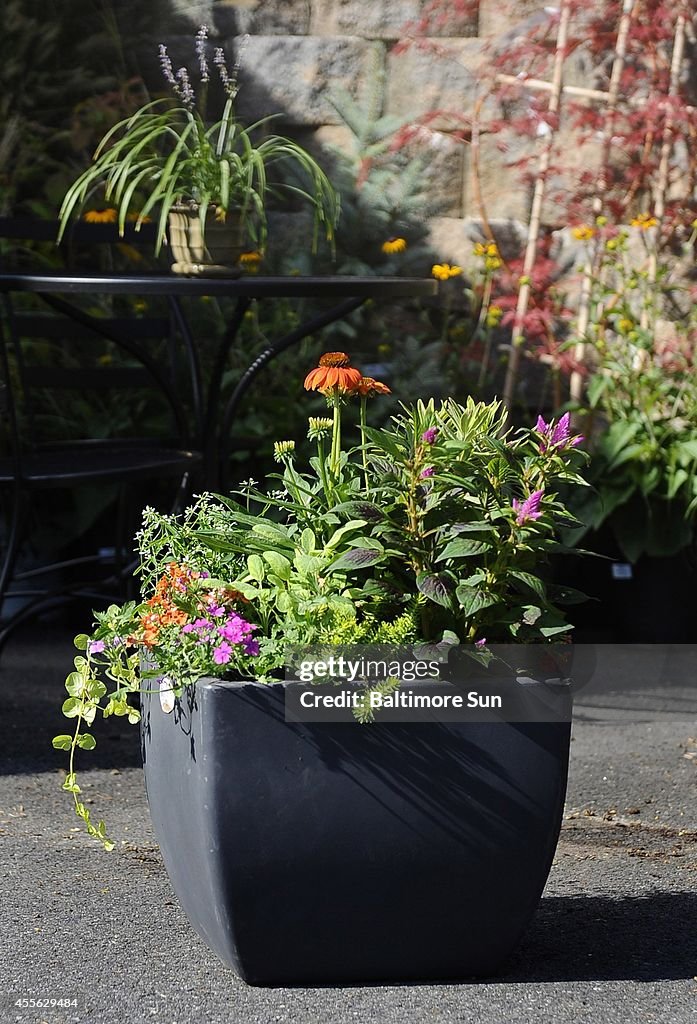 Mum's not the only word for fall planting