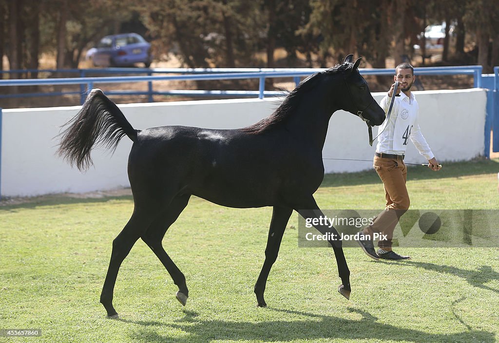 Annual Middle East Arab Horse Competition In Amman