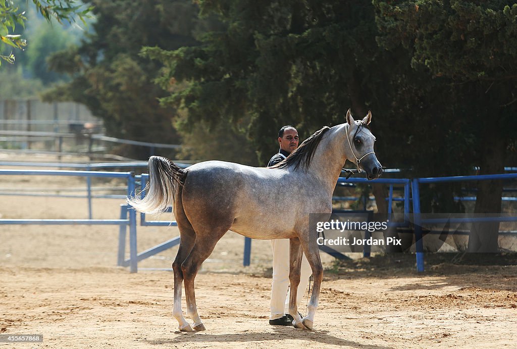 Annual Middle East Arab Horse Competition In Amman