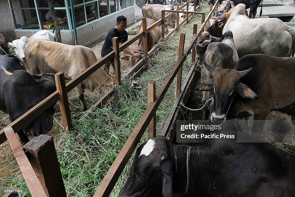 Indonesian vendors feed the cows as sacrificial animals in...