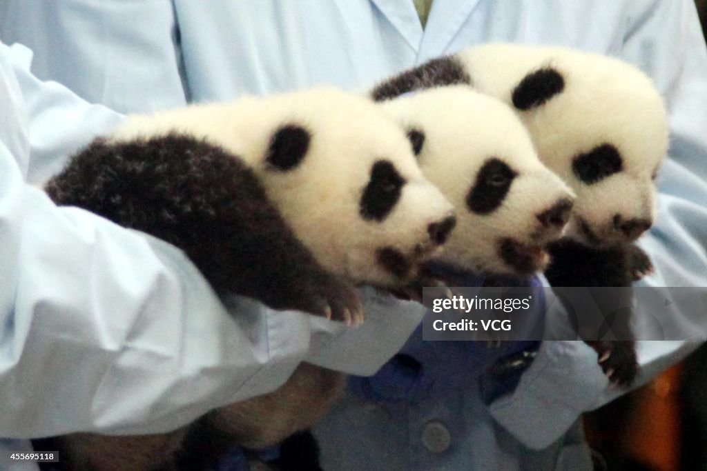 Panda Triplets Open Their Eyes In Guangzhou