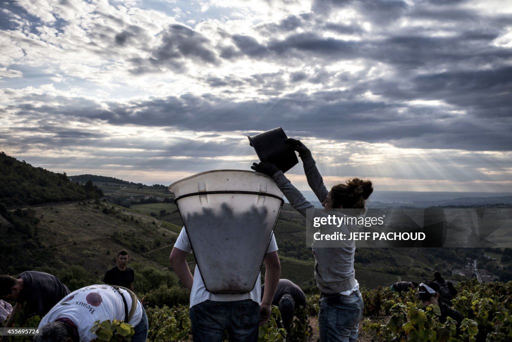 FRANCE-WINE-HARVEST-BEAUJOLAIS