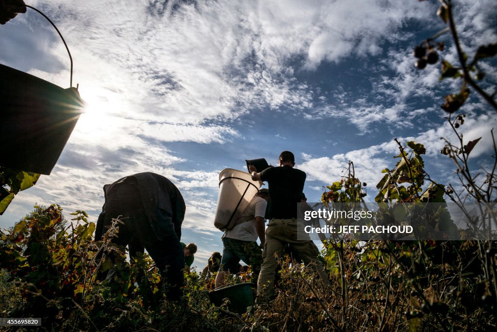 FRANCE-WINE-HARVEST-BEAUJOLAIS