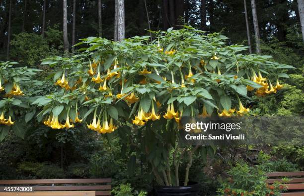 Butchart Gardens, Brugmansia on August 30, 2014 in Victoria, British Columbia, Canada.