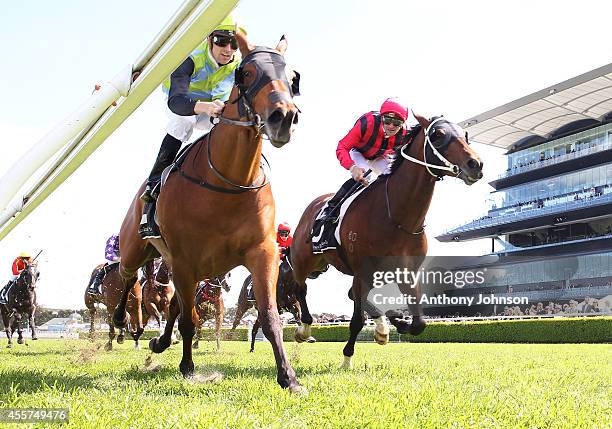 Tye Angland rides Manawanui during George Main Stakes Day at Royal Randwick Racecourse on September 20, 2014 in Sydney, Australia.