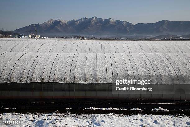 Snow covers the roof of greenhouses in Nonsan, South Chungcheong province, South Korea, on Thursday, Dec. 12, 2013. South Koreas exports slowed last...