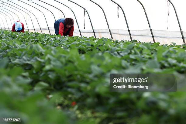 Workers pick strawberries in a greenhouse in Nonsan, South Chungcheong province, South Korea, on Thursday, Dec. 12, 2013. South Koreas exports slowed...