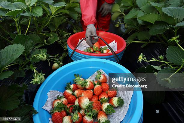 Worker picks strawberries in a greenhouse in Nonsan, South Chungcheong province, South Korea, on Thursday, Dec. 12, 2013. South Koreas exports slowed...