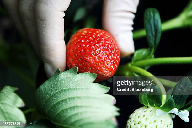 Worker picks strawberries in a greenhouse in Nonsan, South Chungcheong province, South Korea, on Thursday, Dec. 12, 2013. South Koreas exports slowed...