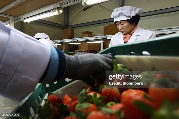 Workers pack strawberries at a packing warehouse, operated by the National Agricultural Cooperative Federation , in Nonsan, South Chungcheong...