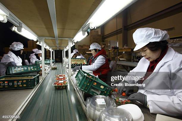 Workers pack strawberries and places them on a conveyor at a packing warehouse, operated by the National Agricultural Cooperative Federation , in...