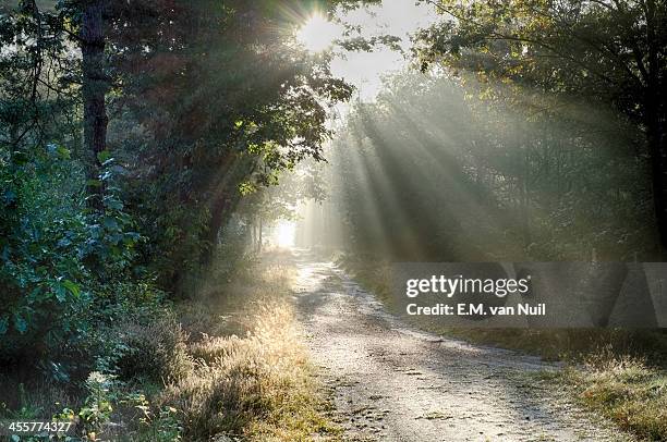 sunbeams, part 1 - em van nuil stock pictures, royalty-free photos & images