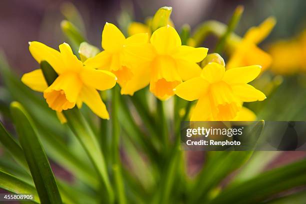 春の花: 黄色 daffodils - daffodil ストックフォトと画像