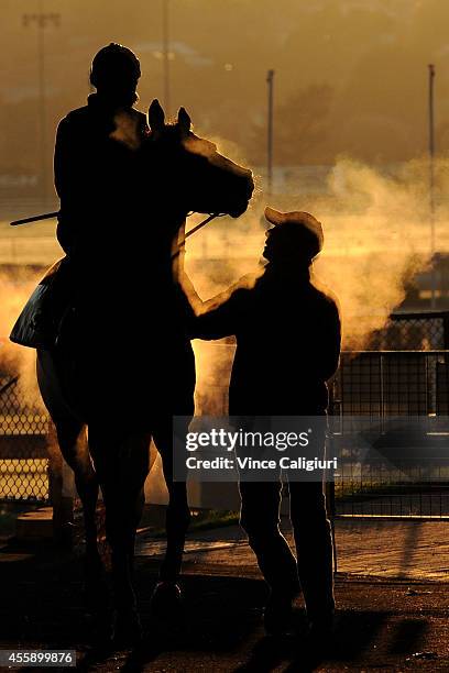 Trainer Nigel Blackiston walks back to stable area with Desert Jeuney after a trackwork session at Moonee Valley Racecourse on September 22, 2014 in...