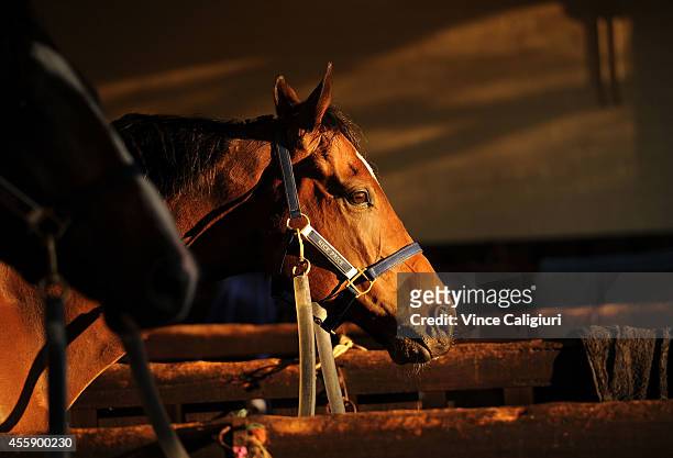Lankan Rupee relaxes in the stable after a trackwork session at Moonee Valley Racecourse on September 22, 2014 in Melbourne, Australia.