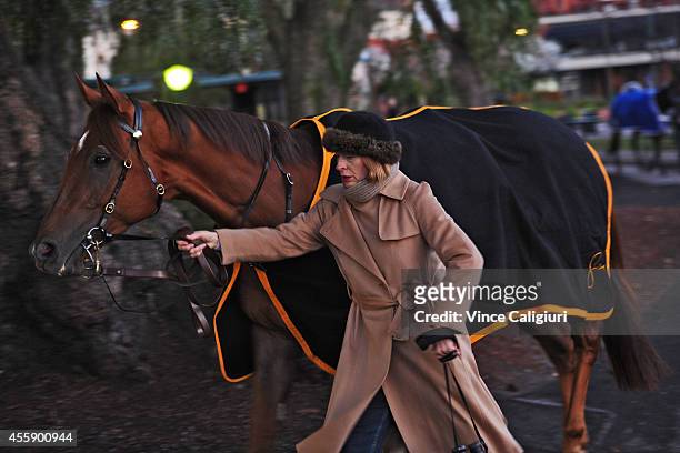 Trainer Gai Waterhouse walks Sweet Idea before a trackwork session at Moonee Valley Racecourse on September 22, 2014 in Melbourne, Australia.