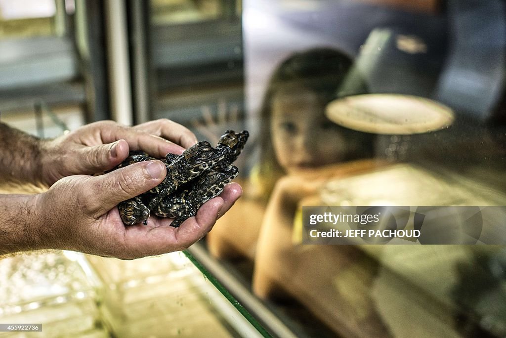 FRANCE-ANIMALS-ZOO-CROCODILES-BIRTH