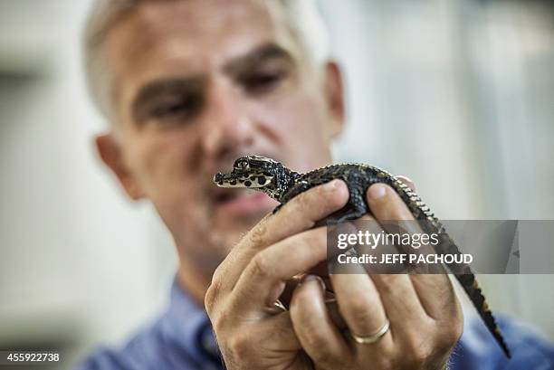 Pierrelatte's zoo director Samuel Martin holds an African dwarf crocodile, on September 22 three days after its birth at the zoological centre La...