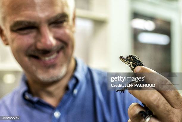 Pierrelatte's zoo director Samuel Martin holds an African dwarf crocodile, on September 22 three days after its birth at the zoological centre La...