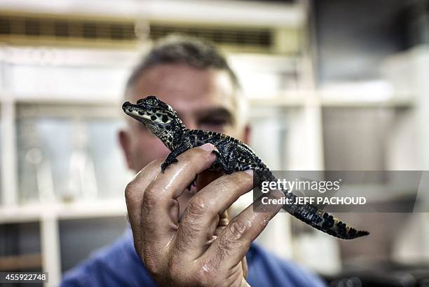 Pierrelatte's zoo director Samuel Martin holds an African dwarf crocodile, on September 22 three days after its birth at the zoological centre La...