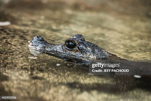 Crocodile swims in its pen on September 22 three days after the birth of African dwarf crocodiles at the zoological centre La Ferme aux Crocodiles in...