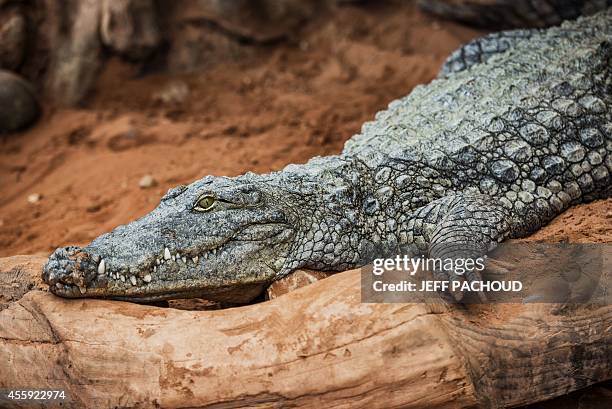 Crocodile lies in its pen on September 22 three days after the birth of African dwarf crocodiles at the zoological centre La Ferme aux Crocodiles in...