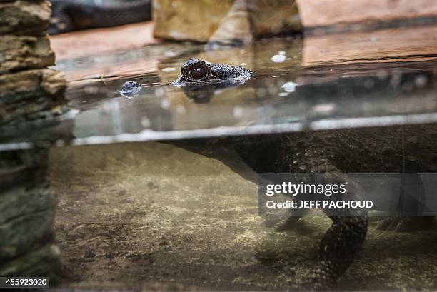 Crocodile swims in its pen on September 22 three days after the birth of African dwarf crocodiles at the zoological centre La Ferme aux Crocodiles in...