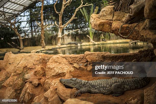 Crocodile lies in its pen on September 22 three days after the birth of African dwarf crocodiles at the zoological centre La Ferme aux Crocodiles in...