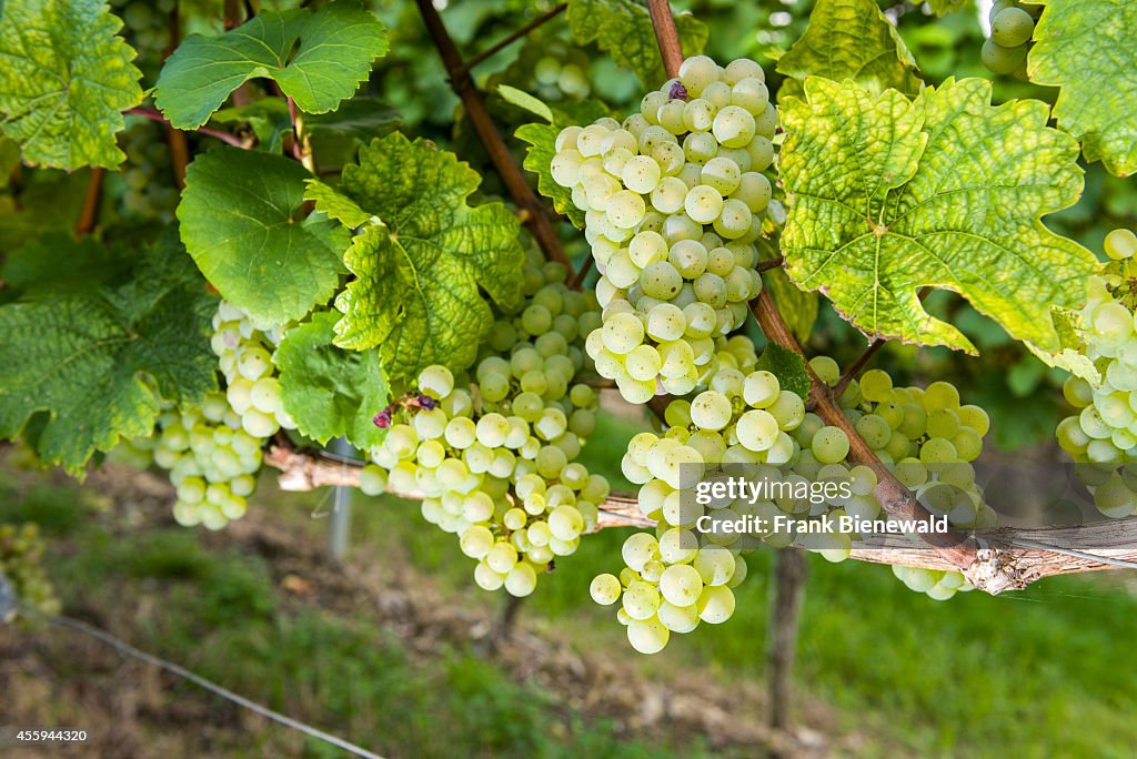 Making German Wine