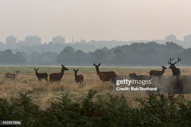 Red and fallow deer are seen in the morning light in Richmond Park on September 23, 2014 in London, England. Tuesday marks the autumn equinox where...