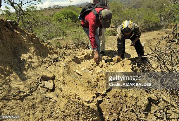 Paleontologist Omar Medina examines the remains of a 12,000-year-old glyptodont near Padilla, southeastern Bolivia, on September 19, 2014. The wind...