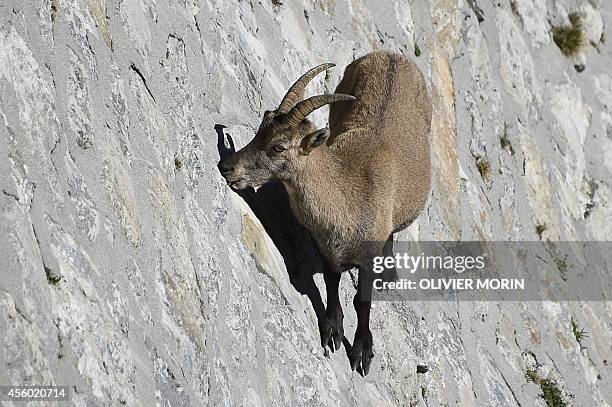 An Alpine Ibex, a species of wild goat that lives in the mountains of the European Alps, licks stones on a vertical dam at the lake Cingino, at 2200...