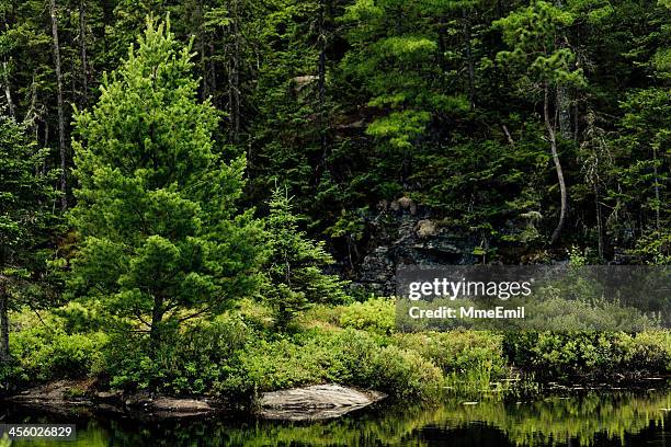 borealer wald - borealer wald stock-fotos und bilder