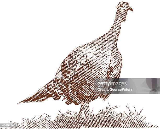 free range turkey - free range stock illustrations