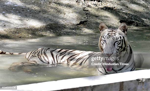 The White Bengal tigress Rani, companion of Vijay, a seven year White Bengal tiger who killed a youth killed a 20-year-old youth after he fell into...