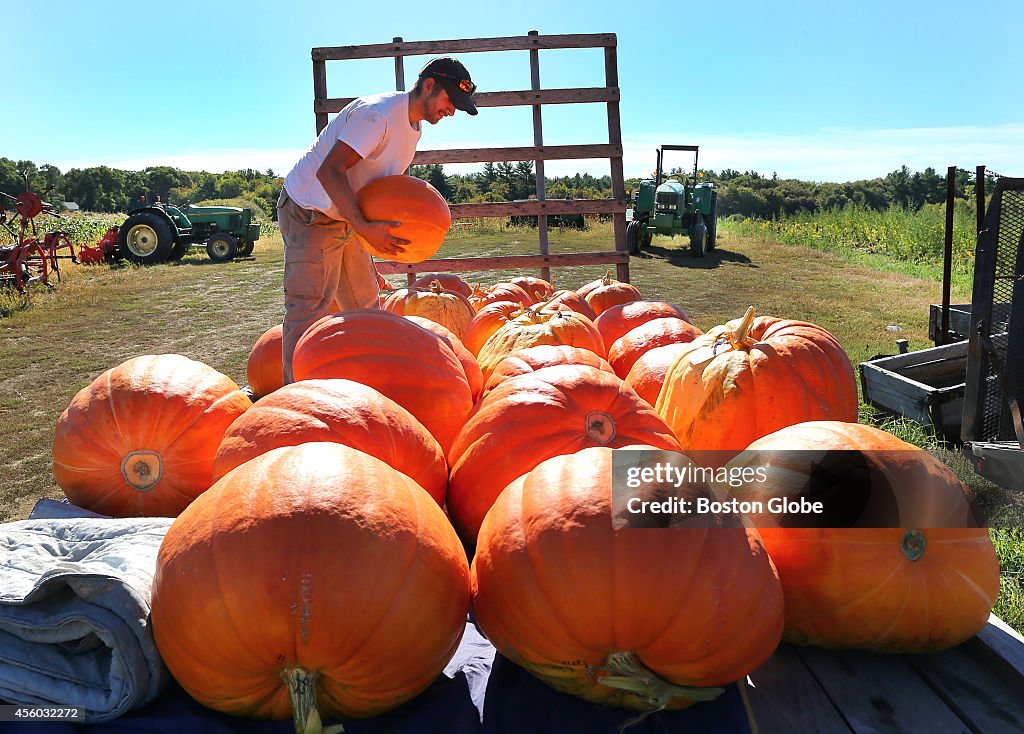 Pumpkins For Sale On The First Day Of Fall