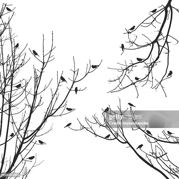 vector sparrow flock on tree branches - flock wallpaper stock illustrations