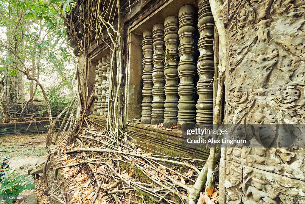 Beng Mealea temple ruins covered by strangler figs