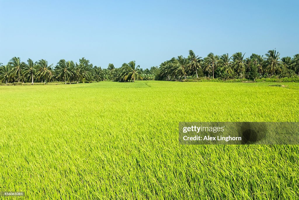 Lush green rice paddy field with palm trees