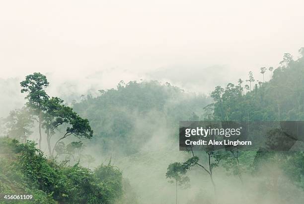 misty jungle forest, central highlands, vietnam - carbon capture stock pictures, royalty-free photos & images