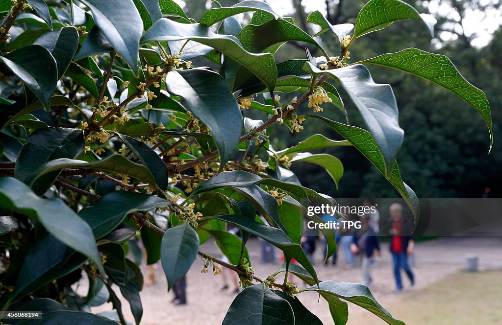 King of Osmanthus tree