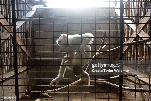 An albino macaque is seen in it's enclosure at the Pata Zoo on September 25, 2014 in Bangkok, Thailand. Located on the 6th and 7th floors of the...