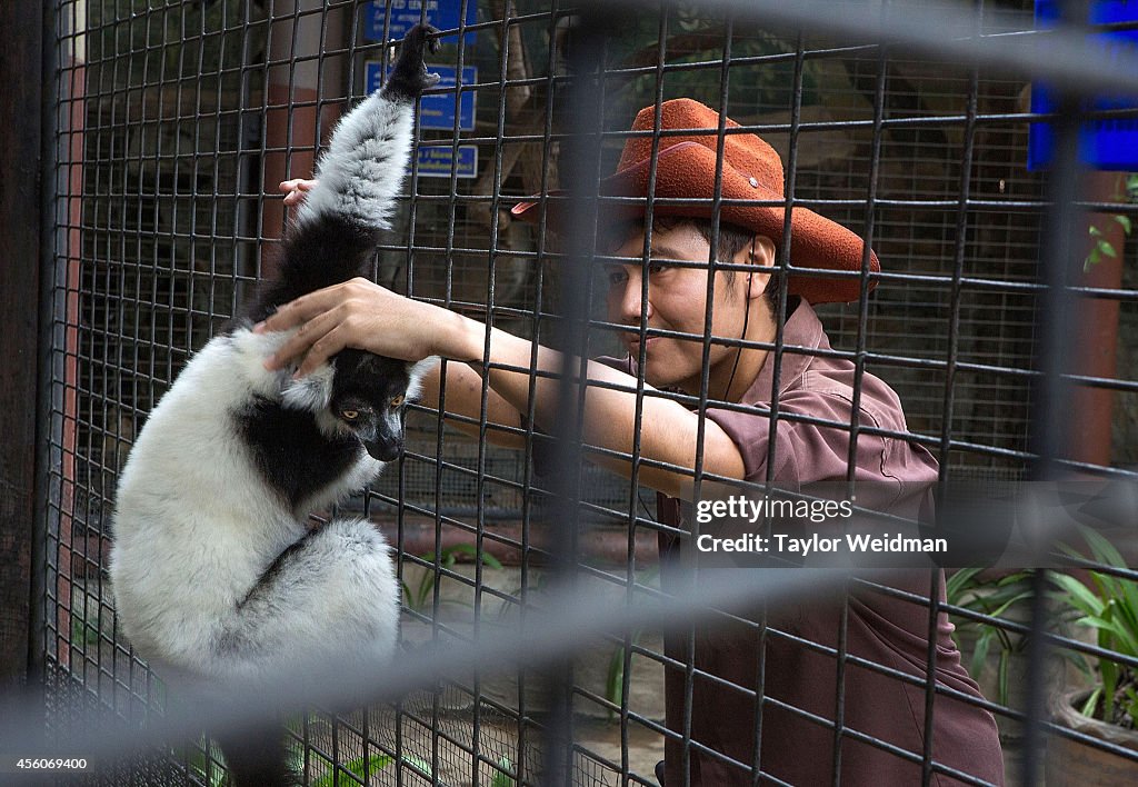 Momentum Grows In Campaign To Free Gorilla From Bangkok Shopping Mall Zoo