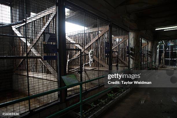 An albino macaque sits in it's enclosure at the Pata Zoo on September 25, 2014 in Bangkok, Thailand. Located on the 6th and 7th floors of the aging...