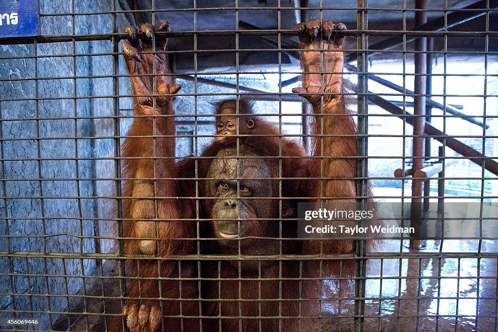 Momentum Grows In Campaign To Free Gorilla From Bangkok Shopping Mall Zoo