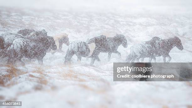 horse herd running through snow storm - blizzard bildbanksfoton och bilder