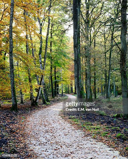 autumn colors - em van nuil stock pictures, royalty-free photos & images