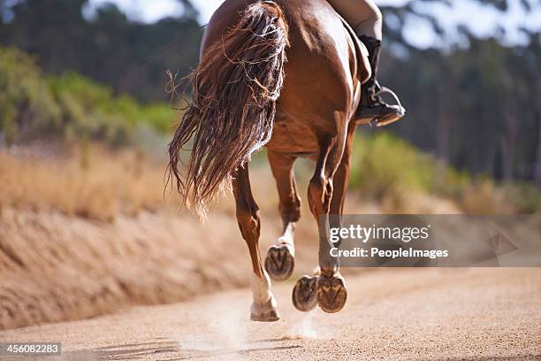 feeling the freedom of a good gallop - stallion running stock pictures, royalty-free photos & images
