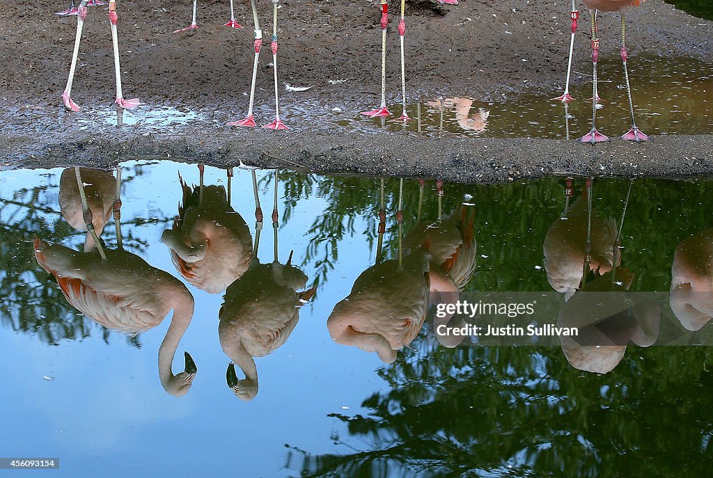Chilean Pink Flamingo Chicks Make Debut At San Francisco Zoo